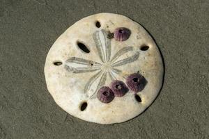 flower sea urchin skeleton on a sandy beach of mexico photo