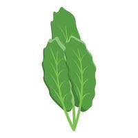 Salad leaf diet icon isometric vector. Root food vector