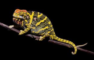 Chameleon reptile isolated in a removable background concept, colorful lizard cut out photo