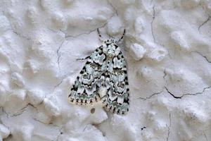 green and white moth insect on white photo