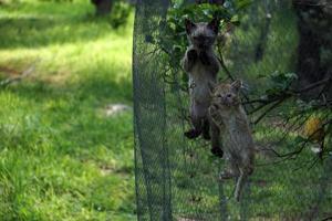 cat newborn kitty climbing on metallic net photo