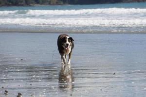 perro jugando en la playa foto