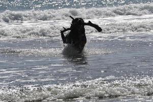 perro jugando en la playa foto