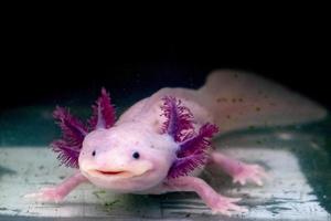 axolotl mexican salamander portrait underwater photo