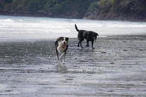 perro jugando en la playa foto