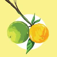 Two fruts. Ripe and unripe lime orange sour fruit on tree branch with leaves vector illustration isolated on square template. Cartoon natural food drawing with simple flat art style.