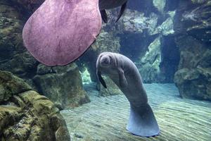 manatee close up portrait looking at you photo