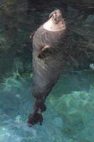 Common seal looking at you photo