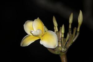 frangipani flower isolated on black background photo