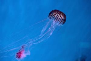 japanese sea nettle jellyfish photo