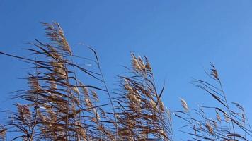 Junco Moviente en el viento video