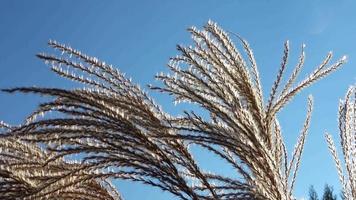 Selective soft focus of beach dry grass, stalks blowing in the wind at golden sunset light - horizontal with copy space. Nature grass concept video