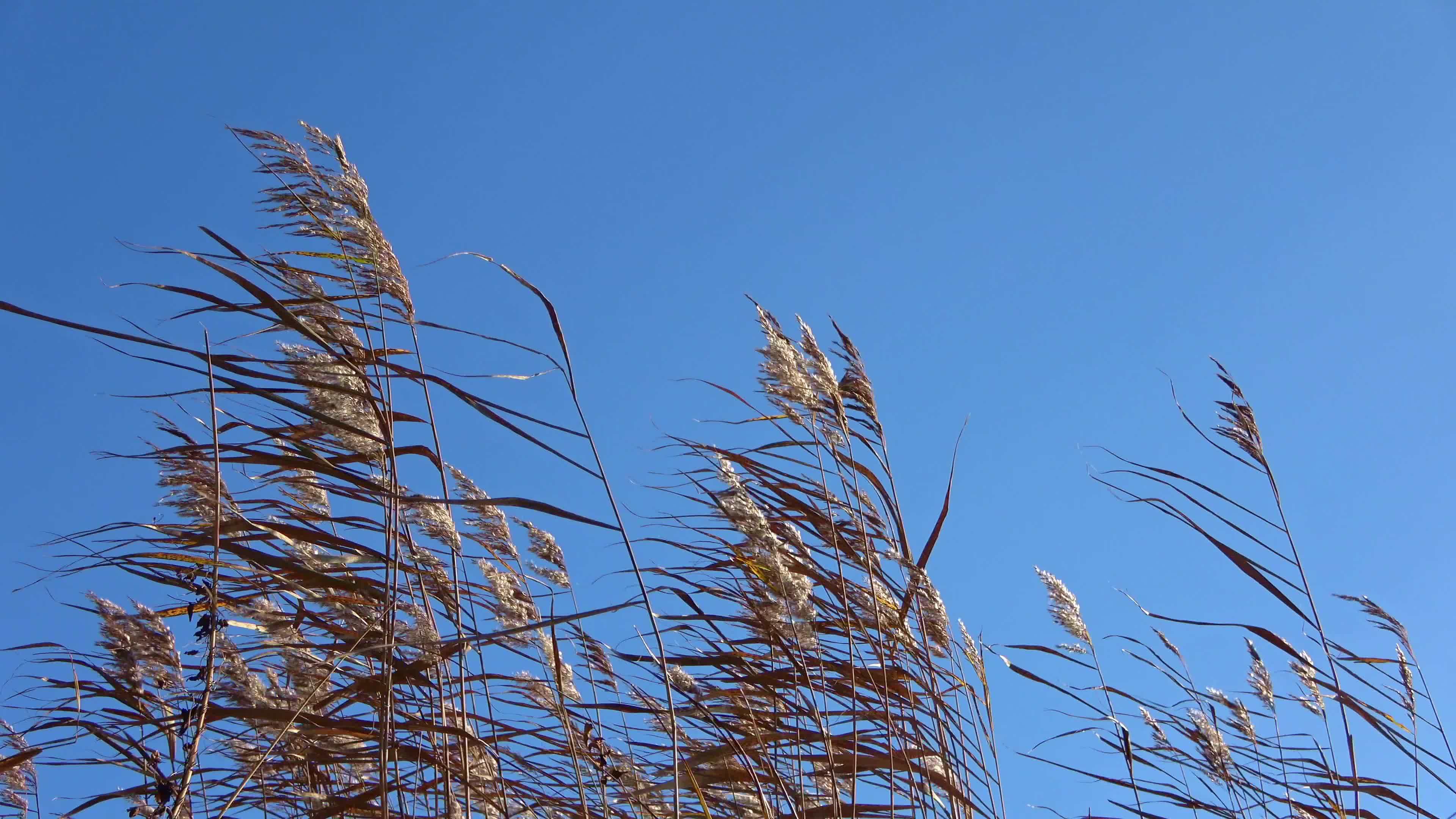 Tips of tall reed grass move slowly in the wind against a clear blue