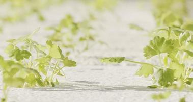 céleri Frais rosée sur le feuilles dans le Matin vert des légumes hydroponique ,fermer en haut. video