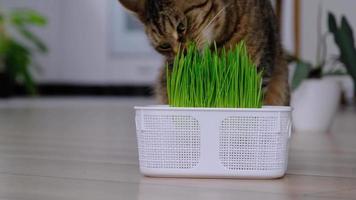 A domestic cat eats grass- sprouted oat sprouts special vitamins for pets. Strengthening the immunity and maintaining the health of the animal in the winter season. video