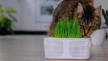 A domestic cat eats grass- sprouted oat sprouts special vitamins for pets. Strengthening the immunity and maintaining the health of the animal in the winter season. video