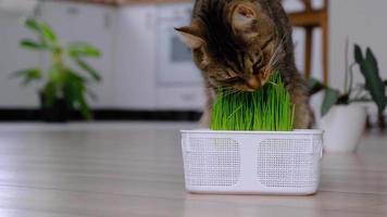 un Doméstico gato come césped- brotado avena coles especial vitaminas para mascotas. fortalecimiento el inmunidad y mantener el salud de el animal en el invierno estación. video
