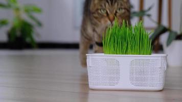 A domestic cat eats grass- sprouted oat sprouts special vitamins for pets. Strengthening the immunity and maintaining the health of the animal in the winter season. video