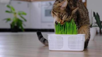 een huiselijk kat eet gras- gekiemd haver spruiten speciaal vitamines voor huisdieren. versterking de immuniteit en onderhouden de Gezondheid van de dier in de winter seizoen. video