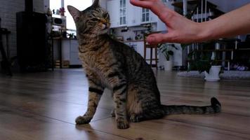 The owner plays with the house cat with his hand - fights aggressively, teases the cat in the home interior video