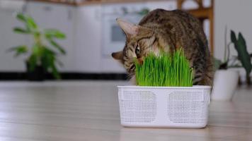 A domestic cat eats grass- sprouted oat sprouts special vitamins for pets. Strengthening the immunity and maintaining the health of the animal in the winter season. video