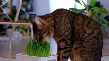 en inhemsk katt äter gräs- grodd havre groddar särskild vitaminer för sällskapsdjur. förstärkning de immunitet och upprätthålla de hälsa av de djur- i de vinter- säsong. video