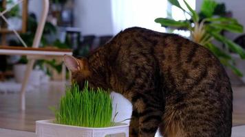 un Doméstico gato come césped- brotado avena coles especial vitaminas para mascotas. fortalecimiento el inmunidad y mantener el salud de el animal en el invierno estación. video