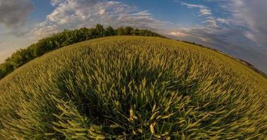 green little planet transformation with curvature of space among wheat fields in sunset with evening sky and beautiful clouds video