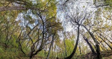 spinnen en draaiing en onder hoog Woud met onhandig takken. bomen groeit in de lucht met lus draaien video