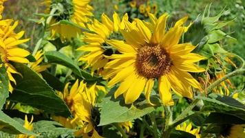 bloeiend jong zonnebloemen in een zomer veld. landbouw. video