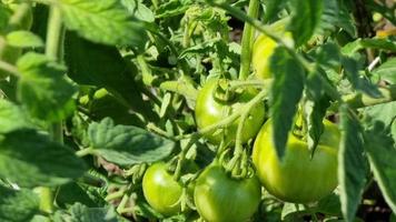 Bush with green ripening tomatoes, top view, close-up. Summer day in the field. Agriculture. video