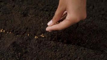 hand sowing seeds on fertile soil video