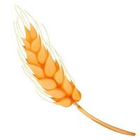 Wheat spikelet, grain on straw in cartoon style, detailed isolated on white background. Agriculture plant with seeds. Vector illustration