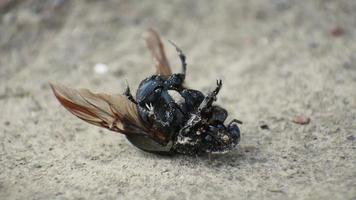 un pequeño estiércol escarabajo tomando su último aliento video