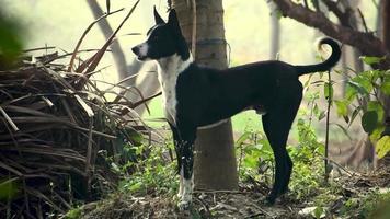 un' nero cane guardare a telecamera video