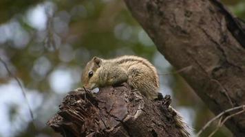 A cute squirrel sitting on a branch video