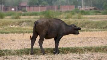 un pequeño búfalo caminando en campo video