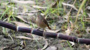 un linda pequeño pájaro sentado en Caña de azúcar video