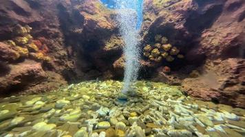 akvarium, under vattnet värld, fisk och koraller marin akvarium Centrum, Chanthaburi, thailand, alla kan stiga på för fri. video