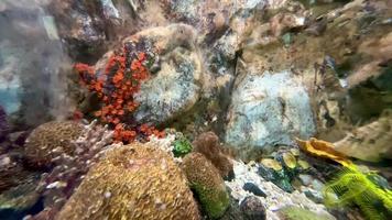 aquarium, sous-marin monde, poisson et coraux Marin aquarium centre, chanthaburi, Thaïlande, toutes les personnes pouvez entrer pour gratuit. video