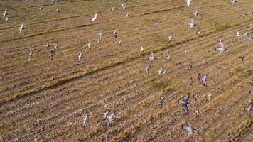 Aerial view of farmer in red tractor preparing land for rice planting with birds flying around. Farmer working in rice field by tractor. Large agricultural industry landscape. video