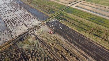 vue aérienne d'un agriculteur dans un tracteur rouge préparant la terre pour la plantation de riz avec des oiseaux volant autour. agriculteur travaillant dans une rizière en tracteur. grand paysage de l'industrie agricole.