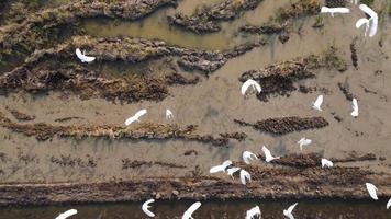 aereo Visualizza di contadino nel rosso trattore preparazione terra per riso piantare con uccelli volante intorno a. contadino Lavorando nel riso campo di trattore. grande agricolo industria paesaggio. video