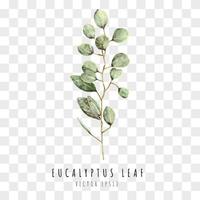 Eucalyptus leaf watercolor hand drawn vector