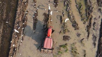 Aerial view of farmer in red tractor preparing land for rice planting with birds flying around. Farmer working in rice field by tractor. Large agricultural industry landscape. video