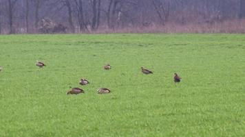 Flock of egyptian gooses on green meadow in winter searching for food and grazing green grass as migrant birds with migration background invading German agricultural fields and farming countryside video