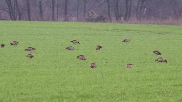 troupeau de égyptien oies sur vert Prairie dans hiver recherche pour nourriture et pâturage vert herbe comme migrant des oiseaux avec migration Contexte envahir allemand agricole des champs et agriculture campagne video