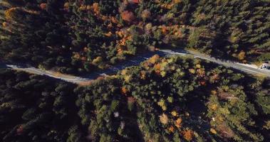 aérien vue de le route dans le forêt video