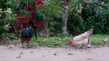 le coq des promenades librement et picore à le herbe. poulets en mangeant céréales sur gratuit intervalle ferme avec vert herbe. video