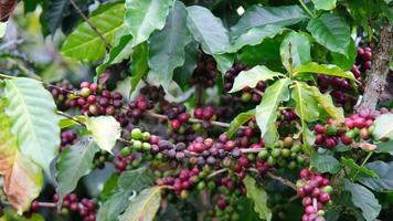 arbustos de café amadurecem nas montanhas da tailândia, prontos para serem colhidos com cerejas de café verdes e vermelhas. grãos de café arábica amadurecendo na árvore na plantação de café orgânico. video
